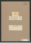Porodiscus stolterfothii Castr. (de-Toni-Nr.: Genus 200, Species 4831) Zeichnungen Sammlung Grunow Nr. 8492 (NHMW-BOT-W0377962)